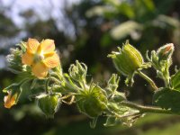Abutilon divaricatum Turcz.