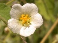 Herissantia crispa (L.) Brizicky 