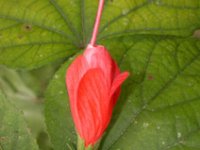 Malvaviscus concinnus Kunth