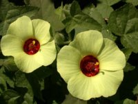 Pavonia cancellata (L.) Cav.