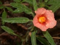 Sida ciliaris L.