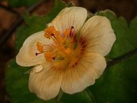 Sida repens Dombey ex Cav.