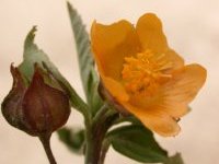Sida rhombifolia L.