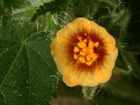 Sida urens L.