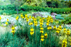 Asphodeline lutea