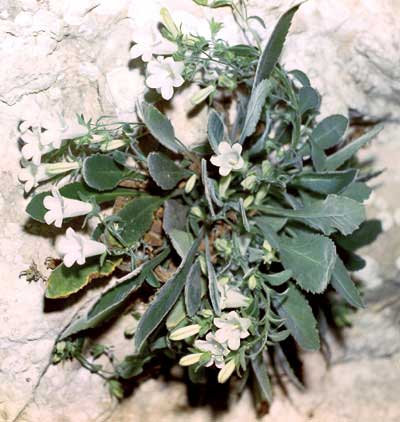 Campanula paradoxa