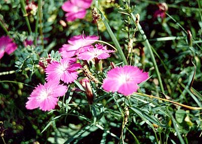 Dianthus caucaseus