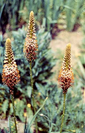 Eremurus spectabilis