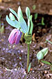 Fritillaria latifolia