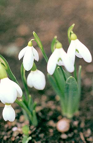 Galanthus alpinus