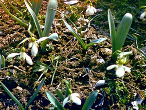 Galanthus woronowii