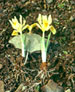 Iris winogradowii