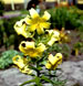 Lilium kesselringianum