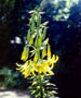 Lilium monadelphum