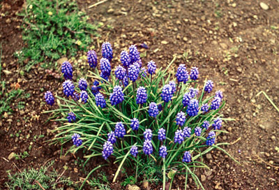 Muscari szovitsianum