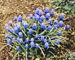 Muscari szovitsianum