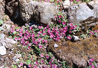 Primula juliae