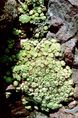 Sempervivum pumilum