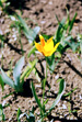 Tulipa biebersteiniana