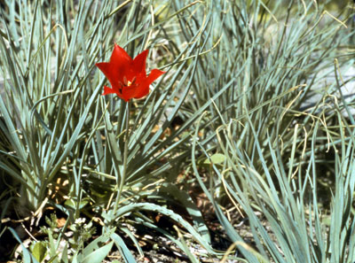 Tulipa eichleri