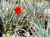 Tulipa eichleri