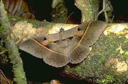 Large moth by stream