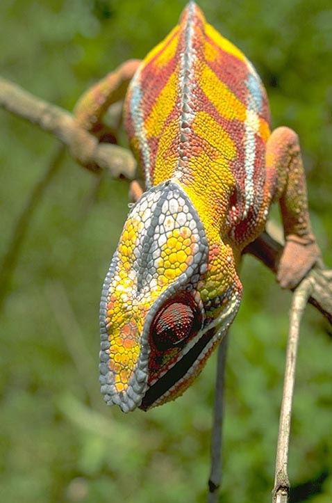 Chameleon facing