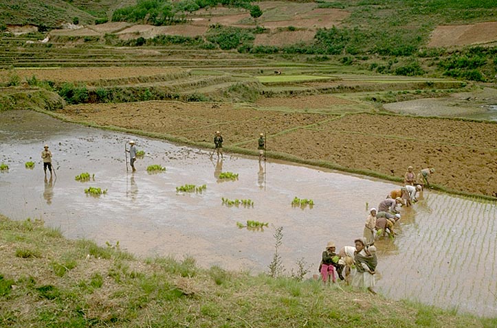 Transplanting rice