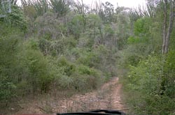 Road in Andohahela Reserve