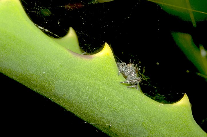 Jumping Spider on <I>Aloe</I> leaf