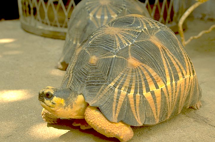 Radiated Tortoise