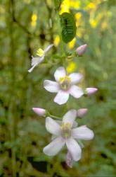 Melastome flowers