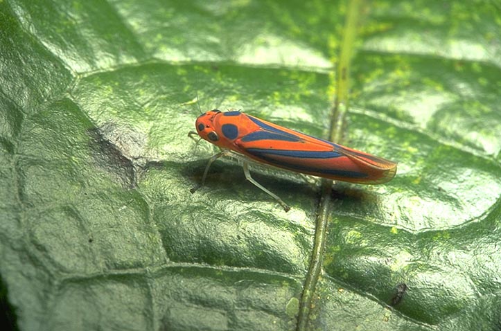 Orange and blue leafhopper