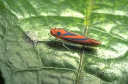 Orange and blue leafhopper