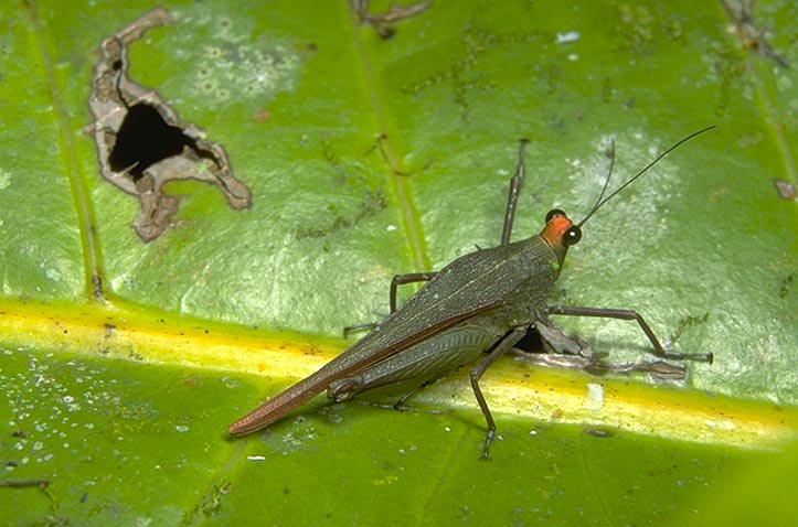 Pygmy Grasshopper