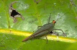 Pygmy Grasshopper