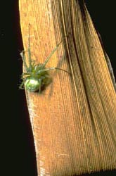 Spider with a sewed leaf nest