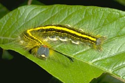 Yellow line caterpillar