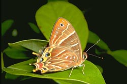 Saribia butterfly