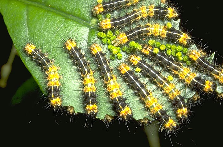 Caterpillars