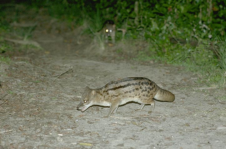 Striped Civet