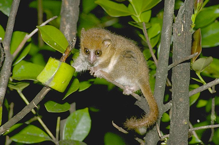 Rufous mouse lemur