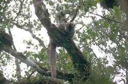 Brown Lemur