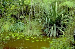 Pool with <I>Pandanus</I>