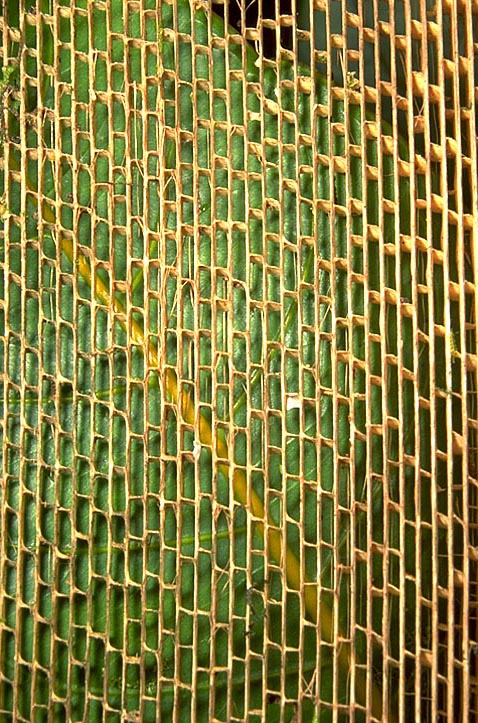 Pandanus Leaf