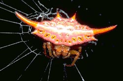 <I>Gasteracantha</I> spider