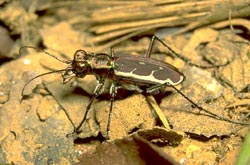 Tiger beetle