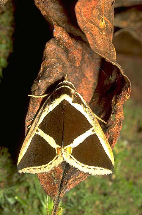 Crossbar moth