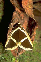 Crossbar moth