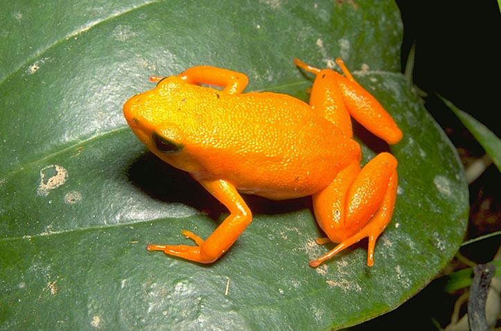 MBG Madagascar Biodiversity And Conservation Golden Frog